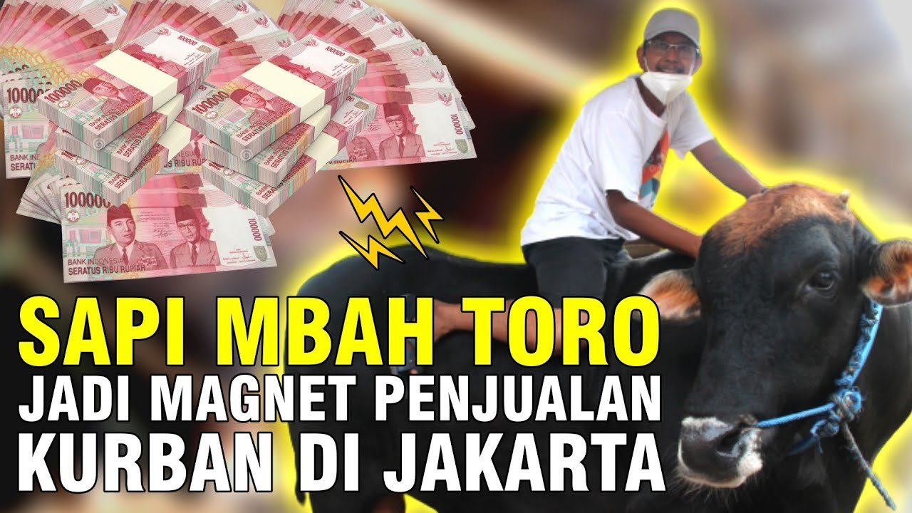 Sapi Mbah Toro Viral Penjualan Qurban Laris Manis Di Jakarta.jpg
